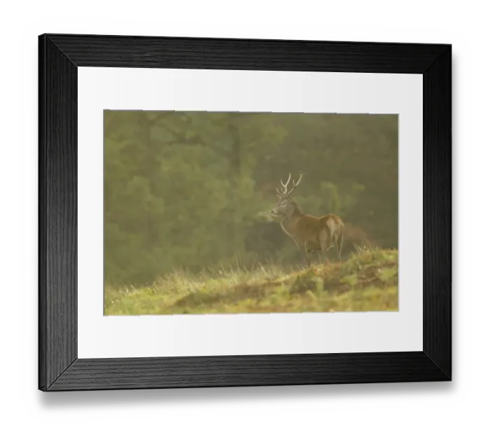 Framed Print : Red Deer (Cervus elaphus) stag, breath condensing in cold air, during rutting season, Bradgate Park, Leicestershire, England, november Framed Print : Red Deer (Cervus elaphus) stag, breath condensing in cold air, during rutting season, Bradgate Park, Leicestershire, England, november