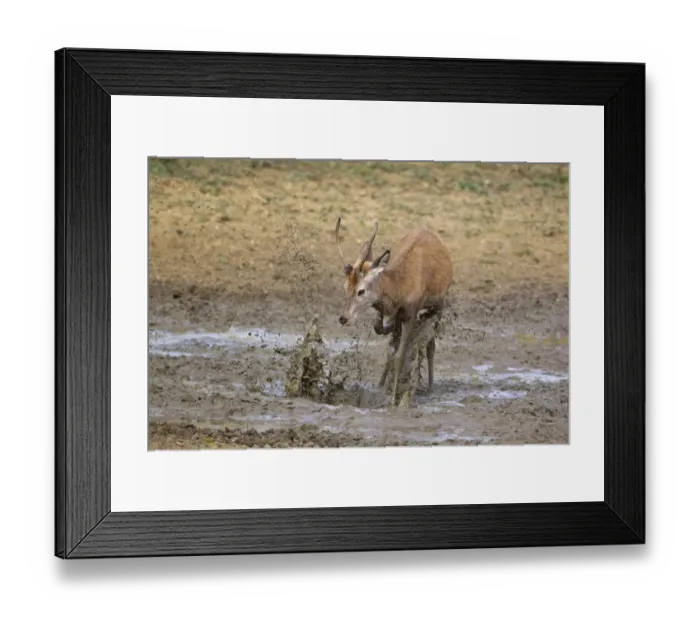 Framed Print : Red Deer (Cervus elaphus) young stag, kicking water over body in wallow, during rutting season, Minsmere RSPB Reserve, Suffolk, England, october Framed Print : Red Deer (Cervus elaphus) young stag, kicking water over body in wallow, during rutting season, Minsmere RSPB Reserve, Suffolk, England, october