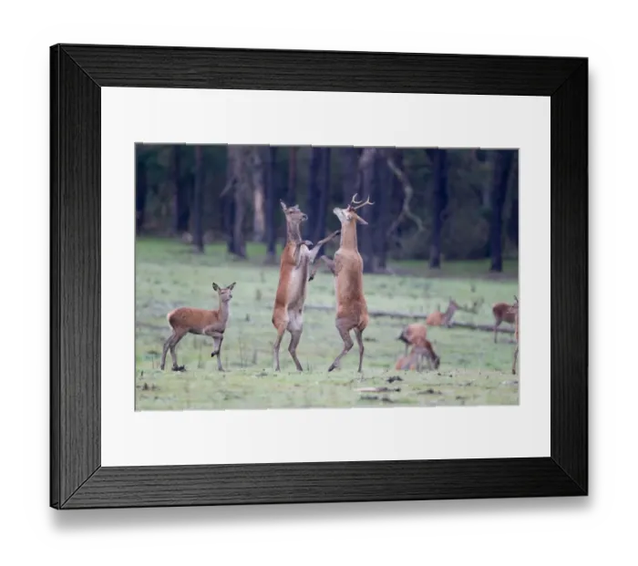 Framed Print : Red Deer (Cervus elaphus) immature stag and hind with calf, boxing behaviour, during rutting season, Minsmere RSPB Reserve, Suffolk, England, october Framed Print : Red Deer (Cervus elaphus) immature stag and hind with calf, boxing behaviour, during rutting season, Minsmere RSPB Reserve, Suffolk, England, october