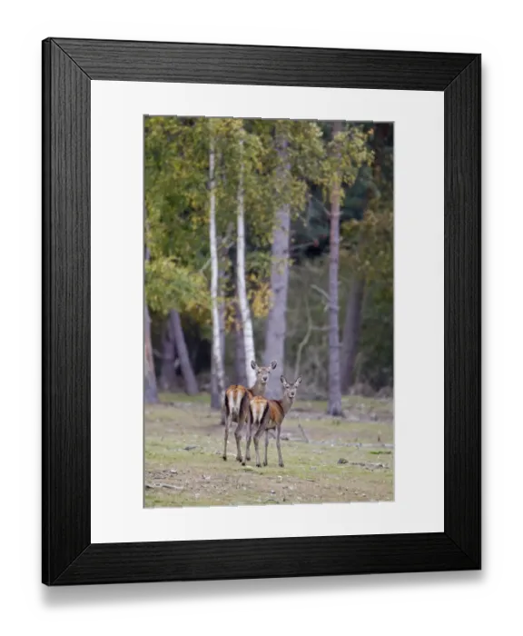 Framed Print : Red Deer (Cervus elaphus) hind with calf, standing in woodland clearing, during rutting season, Minsmere RSPB Reserve, Suffolk, England, october Framed Print : Red Deer (Cervus elaphus) hind with calf, standing in woodland clearing, during rutting season, Minsmere RSPB Reserve, Suffolk, England, october