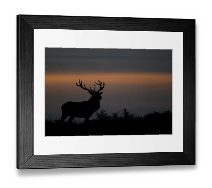 Framed Print : Red Deer (Cervus elaphus) stag, silhouetted at sunset, during rutting season, Bradgate Park, Leicestershire, England, november Framed Print : Red Deer (Cervus elaphus) stag, silhouetted at sunset, during rutting season, Bradgate Park, Leicestershire, England, november