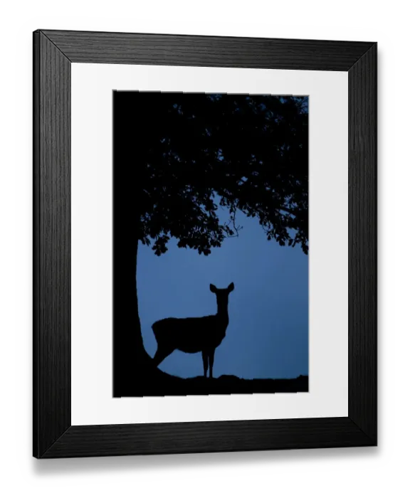 Framed Print : Red Deer (Cervus elaphus) hind, standing beside tree trunk, silhouetted at dusk, during rutting season, Bradgate Park, Leicestershire, England, november Framed Print : Red Deer (Cervus elaphus) hind, standing beside tree trunk, silhouetted at dusk, during rutting season, Bradgate Park, Leicestershire, England, november