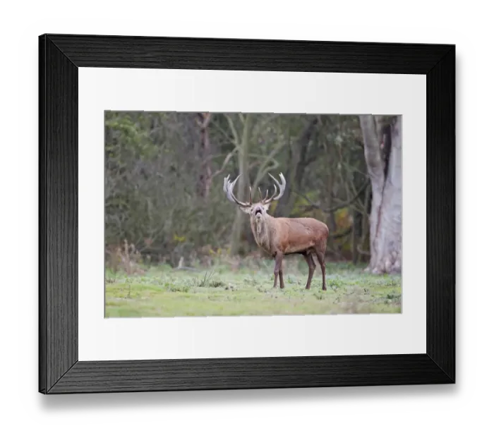Framed Print : Red Deer (Cervus elaphus) stag, in flehmen during rutting season, Minsmere RSPB Reserve, Suffolk, England, october Framed Print : Red Deer (Cervus elaphus) stag, in flehmen during rutting season, Minsmere RSPB Reserve, Suffolk, England, october