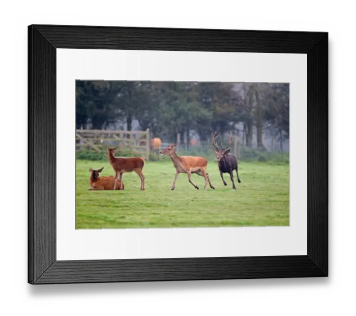 Framed Print : Red Deer (Cervus elaphus) stag, muddy from wallowing, chasing hind, with tongue out testing hind in oestrus, during rutting season, Minsmere RSPB Reserve, Suffolk, England, october Framed Print : Red Deer (Cervus elaphus) stag, muddy from wallowing, chasing hind, with tongue out testing hind in oestrus, during rutting season, Minsmere RSPB Reserve, Suffolk, England, october