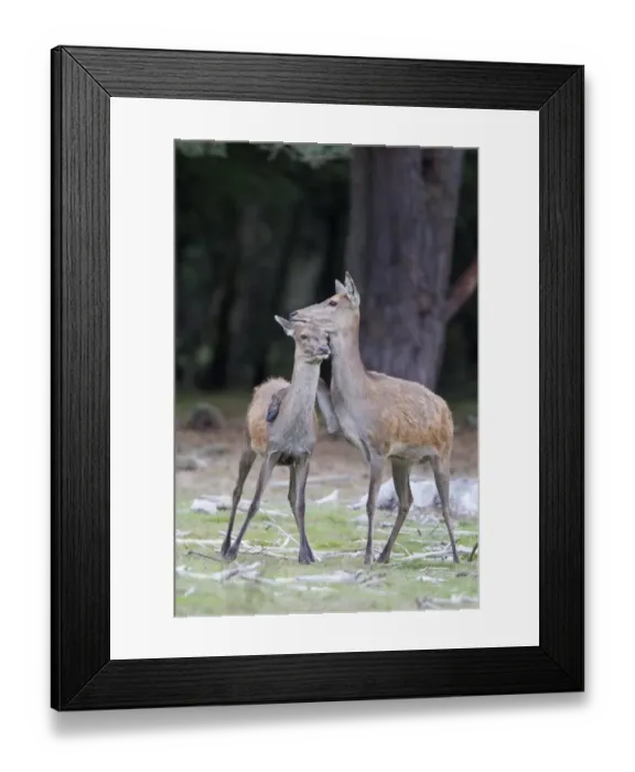 Framed Print : Red Deer (Cervus elaphus) hind, putting front leg around calf, during rutting season, Minsmere RSPB Reserve, Suffolk, England, october