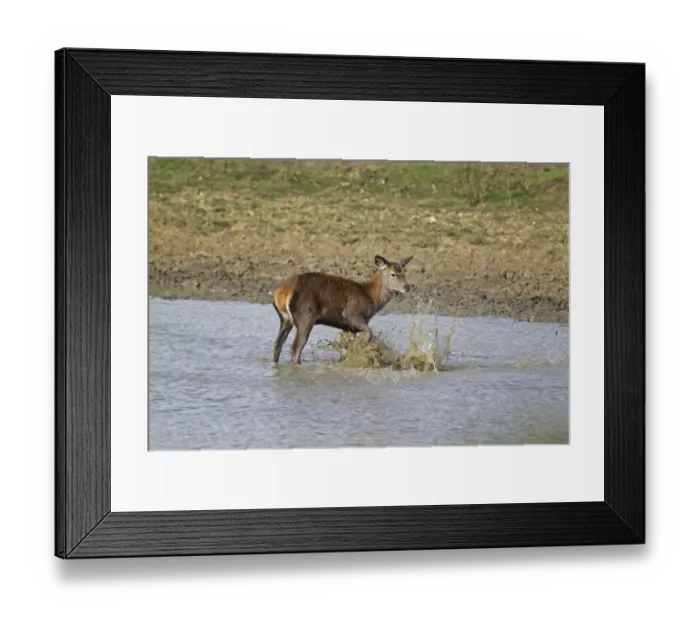 Framed Print : Red Deer (Cervus elaphus) hind, kicking water over body, during rutting season, Minsmere RSPB Reserve, Suffolk, England, october Framed Print : Red Deer (Cervus elaphus) hind, kicking water over body, during rutting season, Minsmere RSPB Reserve, Suffolk, England, october
