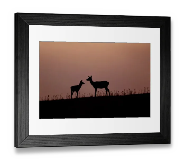 Framed Print : Red Deer (Cervus elaphus) hind with four month old calf, silhouetted at sunset, Minsmere RSPB Reserve, Suffolk, England, october Framed Print : Red Deer (Cervus elaphus) hind with four month old calf, silhouetted at sunset, Minsmere RSPB Reserve, Suffolk, England, october