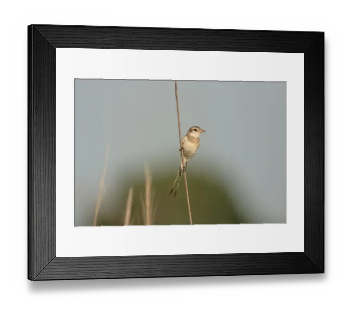 Framed Print : Strange-tailed Tyrant (Alectrurus risora) adult female, perched on stem, El Bagual, Formosa, Argentina, october Framed Print : Strange-tailed Tyrant (Alectrurus risora) adult female, perched on stem, El Bagual, Formosa, Argentina, october