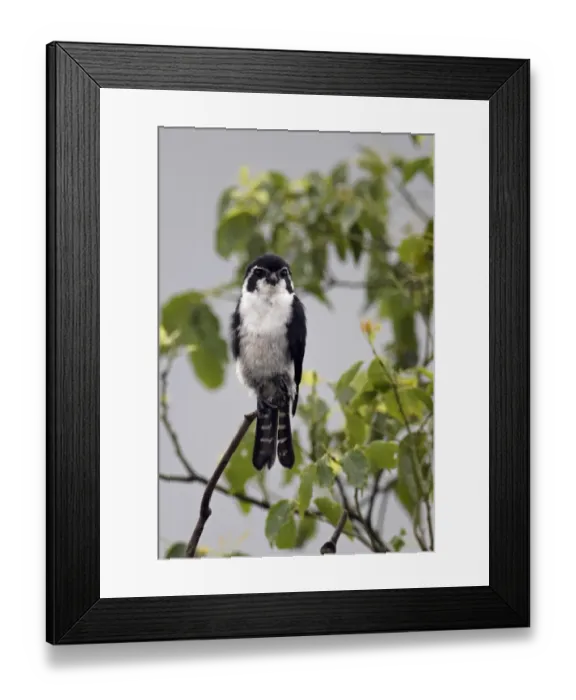 Framed Print : Pied Falconet (Microhierax melanoleucos) adult male, perched in camphor tree, Wuyuan County, Jiangxi, China, june Framed Print : Pied Falconet (Microhierax melanoleucos) adult male, perched in camphor tree, Wuyuan County, Jiangxi, China, june