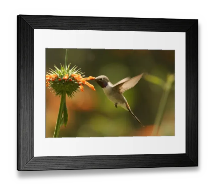 Framed Print : Oasis Hummingbird (Rhodopis vesper) adult male, in flight, feeding at flower, Arica, Northern Chile, november Framed Print : Oasis Hummingbird (Rhodopis vesper) adult male, in flight, feeding at flower, Arica, Northern Chile, november