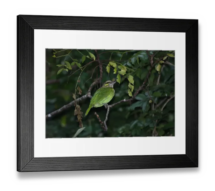 Framed Print : Green-eared Barbet (Megalaima faiostricta faiostricta) adult, perched on branch, Kaeng Krachan N. P. Thailand, november Framed Print : Green-eared Barbet (Megalaima faiostricta faiostricta) adult, perched on branch, Kaeng Krachan N. P. Thailand, november