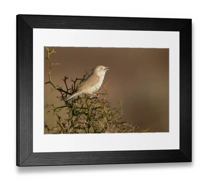 Framed Print : African Desert Warbler (Sylvia deserti) adult, calling, perched on thorny bush, near Erg Chebbi, Morocco, february Framed Print : African Desert Warbler (Sylvia deserti) adult, calling, perched on thorny bush, near Erg Chebbi, Morocco, february