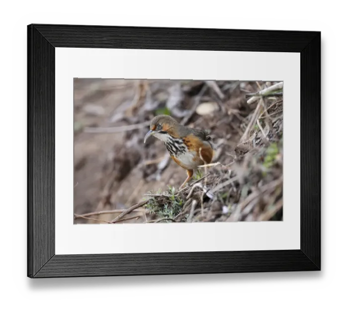 Framed Print : Black-streaked Scimitar-babbler (Pomatorhinus gravivox) adult, standing on fern covered bank, Yunnan, China, may Framed Print : Black-streaked Scimitar-babbler (Pomatorhinus gravivox) adult, standing on fern covered bank, Yunnan, China, may