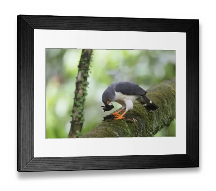 Framed Print : Semiplumbeous Hawk (Leucopternis semiplumbeus) adult, feeding on bat prey, perched on branch in tree, Costa Rica, february Framed Print : Semiplumbeous Hawk (Leucopternis semiplumbeus) adult, feeding on bat prey, perched on branch in tree, Costa Rica, february