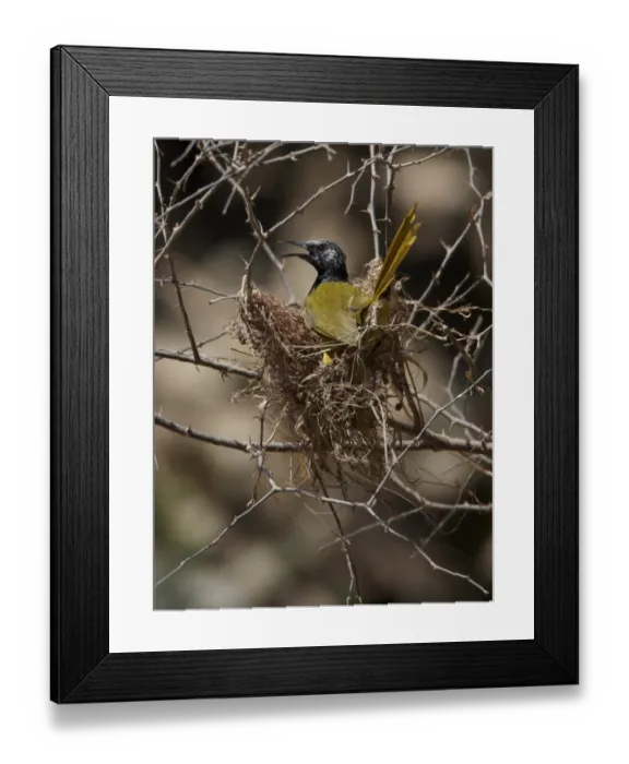 Framed Print : Oriole Warbler (Hypergerus atriceps) adult, building nest, Niokolo-Koba, Senegal, october Framed Print : Oriole Warbler (Hypergerus atriceps) adult, building nest, Niokolo-Koba, Senegal, october