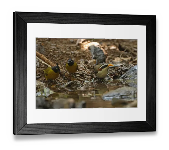 Framed Print : White-browed Scimitar-babbler (Pomatorhinus schisticeps) and Black-crested Bulbul (Pycnonotus melanicterus) adults, drinking at forest pool, Kaeng Krachan N. P. Thailand, february Framed Print : White-browed Scimitar-babbler (Pomatorhinus schisticeps) and Black-crested Bulbul (Pycnonotus melanicterus) adults, drinking at forest pool, Kaeng Krachan N. P. Thailand, february