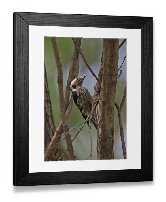 Framed Print : Grey-capped Pygmy Woodpecker (Yungipicus canicapillus scintilliceps) adult female, clinging to tree trunk, Beidaihe, Hebei, China, may Framed Print : Grey-capped Pygmy Woodpecker (Yungipicus canicapillus scintilliceps) adult female, clinging to tree trunk, Beidaihe, Hebei, China, may