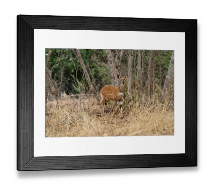 Framed Print : Southern Bushbuck (Tragelaphus scriptus sylvaticus) immature male, standing amongst long dry grass, Chobe N. P. Botswana