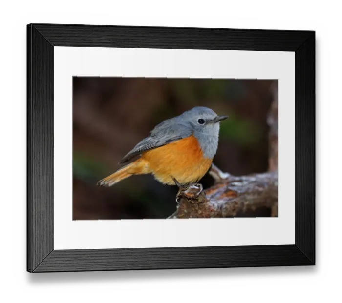 Framed Print : Forest Rock-thrush (Monticola sharpei) adult male, perched on branch in canyon, Isalo N. P. Southwest Madagascar, august Framed Print : Forest Rock-thrush (Monticola sharpei) adult male, perched on branch in canyon, Isalo N. P. Southwest Madagascar, august