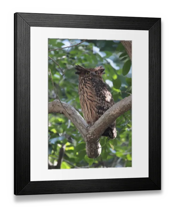 Framed Print : Tawny Fish-owl (Ketupa flavipes) adult, perched on branch, Corbett N. P. Uttarakhand, India, february Framed Print : Tawny Fish-owl (Ketupa flavipes) adult, perched on branch, Corbett N. P. Uttarakhand, India, february
