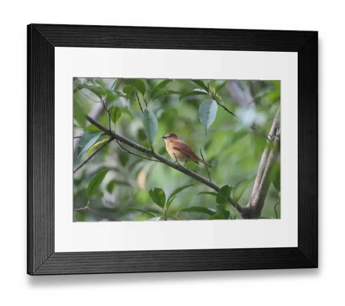 Framed Print : Cinnamon Becard (Pachyramphus cinnamomeus) adult, perched on branch in tree, Costa Rica, february Framed Print : Cinnamon Becard (Pachyramphus cinnamomeus) adult, perched on branch in tree, Costa Rica, february