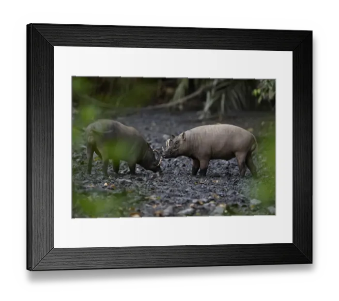 Framed Print : North Sulawesi Babirusa (Babyrousa celebensis) two adult males, facing each other, standing in mud at salt lick, Nantu Reserve, Sulawesi, Indonesia Framed Print : North Sulawesi Babirusa (Babyrousa celebensis) two adult males, facing each other, standing in mud at salt lick, Nantu Reserve, Sulawesi, Indonesia