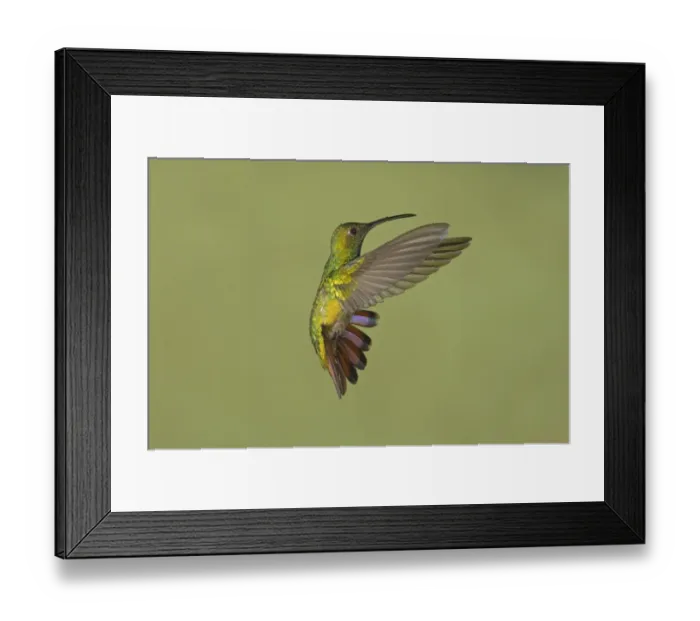 Framed Print : Green-breasted Mango (Anthracothorax prevostii) adult male, banking in flight, Costa Rica