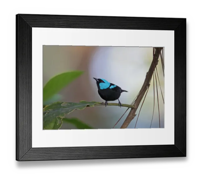 Framed Print : Scarlet-thighed Dacnis (Dacnis venusta) adult male, perched on leaf stem, Costa Rica, february Framed Print : Scarlet-thighed Dacnis (Dacnis venusta) adult male, perched on leaf stem, Costa Rica, february