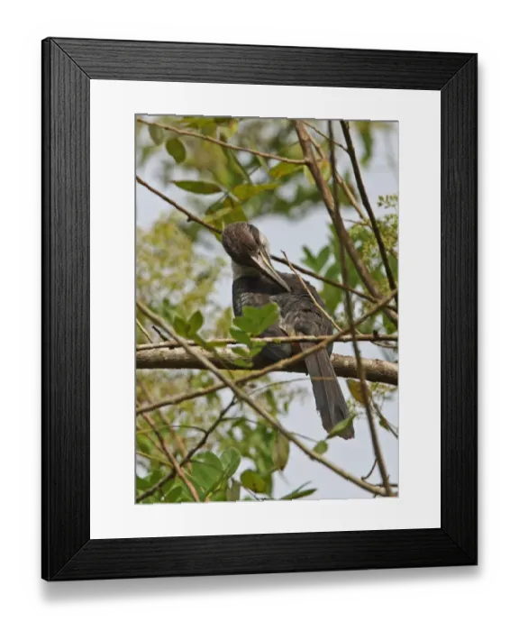 Framed Print : Sri Lanka Grey Hornbill (Ocyceros gingalensis) adult female, preening, perched on branch, Kitulgala, Sri Lanka, december Framed Print : Sri Lanka Grey Hornbill (Ocyceros gingalensis) adult female, preening, perched on branch, Kitulgala, Sri Lanka, december