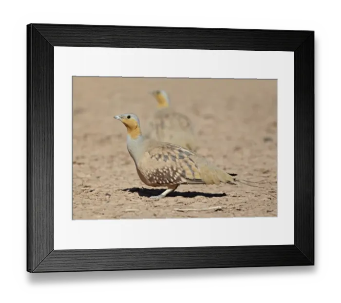 Framed Print : Spotted Sandgrouse (Pterocles senegallus) adult males, standing in desert, near Erg Chebbi, Morocco, february Framed Print : Spotted Sandgrouse (Pterocles senegallus) adult males, standing in desert, near Erg Chebbi, Morocco, february