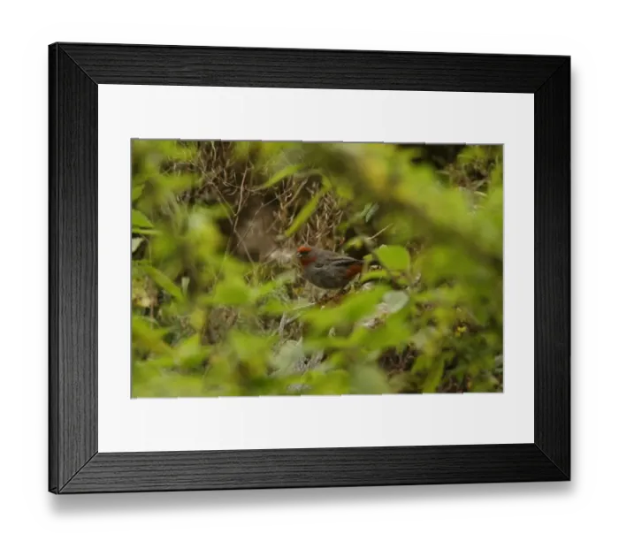 Framed Print : Tucuman Mountain-finch (Compsospiza baeri) adult, perched amongst vegetation, El Infernillo, Jujuy, Argentina, april Framed Print : Tucuman Mountain-finch (Compsospiza baeri) adult, perched amongst vegetation, El Infernillo, Jujuy, Argentina, april