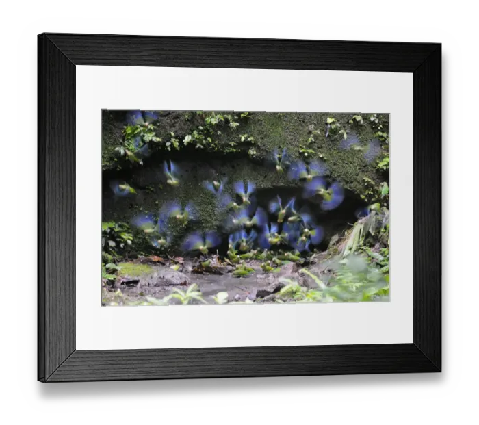 Framed Print : Cobalt-winged Parakeet (Brotogeris cyanoptera) flock, in flight from clay lick, blurred movement, Yasuni N. P. Amazon, Ecuador Framed Print : Cobalt-winged Parakeet (Brotogeris cyanoptera) flock, in flight from clay lick, blurred movement, Yasuni N. P. Amazon, Ecuador