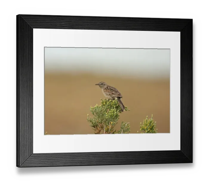 Framed Print : Austral Canastero (Asthenes anthoides) adult, perched on bush, Rio Gallegos, Santa Cruz, Argentina, november Framed Print : Austral Canastero (Asthenes anthoides) adult, perched on bush, Rio Gallegos, Santa Cruz, Argentina, november