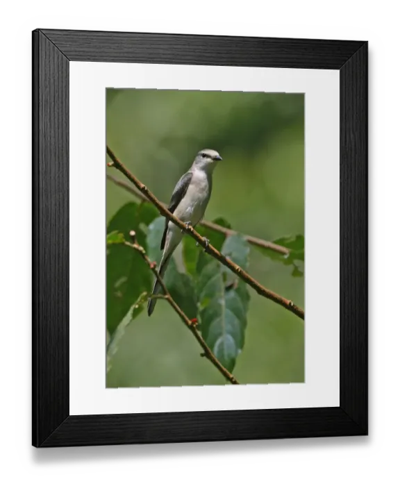 Framed Print : Swinhoe's Minivet (Pericrocotus cantonensis) adult male, perched on twig, Kaeng Krachan N. P. Thailand, november Framed Print : Swinhoe's Minivet (Pericrocotus cantonensis) adult male, perched on twig, Kaeng Krachan N. P. Thailand, november
