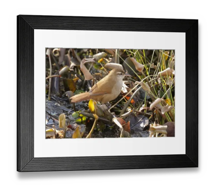 Framed Print : Curve-billed Reedhaunter (Limnornis curvirostris) adult, foraging amongst aquatic vegetation, Ceibas, Entre Rios, Argentina, june Framed Print : Curve-billed Reedhaunter (Limnornis curvirostris) adult, foraging amongst aquatic vegetation, Ceibas, Entre Rios, Argentina, june