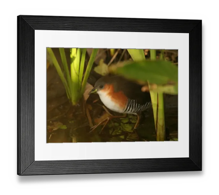 Framed Print : Rufous-sided Crake (Laterallus melanophaius) adult, walking in water amongst vegetation, Argentina, july Framed Print : Rufous-sided Crake (Laterallus melanophaius) adult, walking in water amongst vegetation, Argentina, july