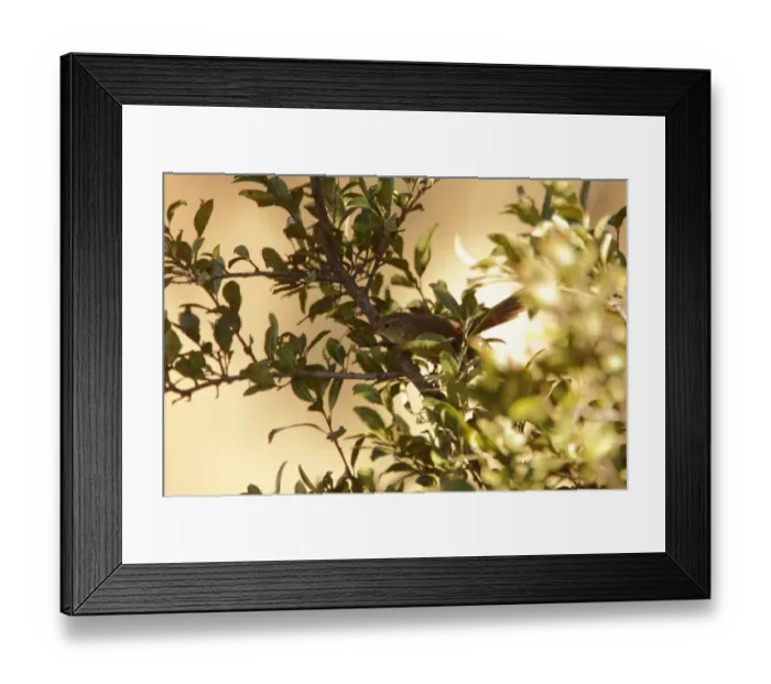 Framed Print : Maquis Canastero (Asthenes heterura) adult (only one other known photograph), perched on branch, Santa Ana, Salta, Argentina, july Framed Print : Maquis Canastero (Asthenes heterura) adult (only one other known photograph), perched on branch, Santa Ana, Salta, Argentina, july