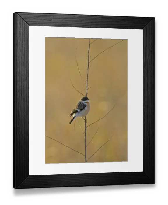 Framed Print : Hodgson's Bushchat (Saxicola insignis) adult male, wintering, perched on stem, Uttaranchal, India, january Framed Print : Hodgson's Bushchat (Saxicola insignis) adult male, wintering, perched on stem, Uttaranchal, India, january