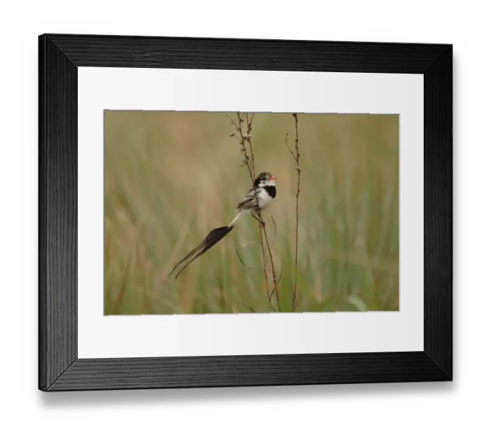 Framed Print : Strange-tailed Tyrant (Alectrurus risora) adult male, in non-breeding plumage, perched on stem, Santa Olga, Formosa, Argentina, august Framed Print : Strange-tailed Tyrant (Alectrurus risora) adult male, in non-breeding plumage, perched on stem, Santa Olga, Formosa, Argentina, august