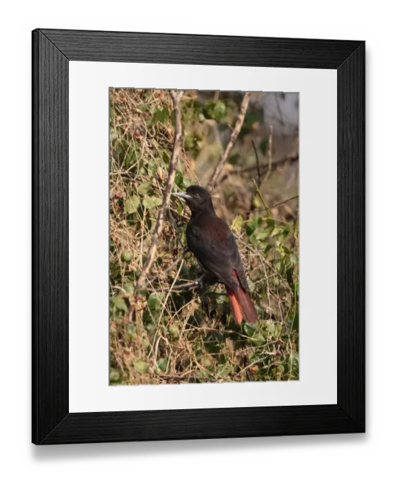 Framed Print : Maroon Oriole (Oriolus traillii) adult female, perched on twig, Corbett N. P. Uttarakhand, India, february
