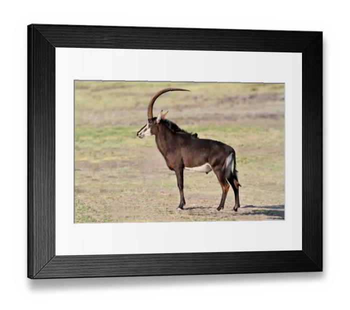 Framed Print : Sable Antelope (Hippotragus niger) adult male, standing on open ground, Chobe N. P. Botswana Framed Print : Sable Antelope (Hippotragus niger) adult male, standing on open ground, Chobe N. P. Botswana