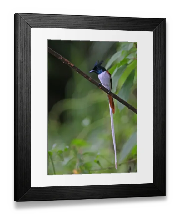 Framed Print : Asian Paradise-flycatcher (Terpsiphone paradisi paradisi) adult male, intermediate phase, perched on branch, Sri Lanka, december