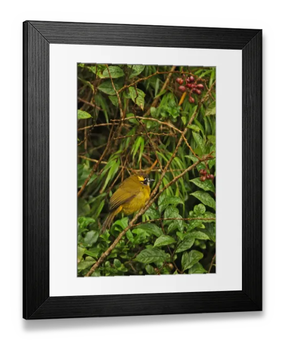 Framed Print : Yellow-eared Bulbul (Pycnonotus penicillatus) adult, perched in fruiting bush, Horton Plains N. P. Sri Lanka, december
