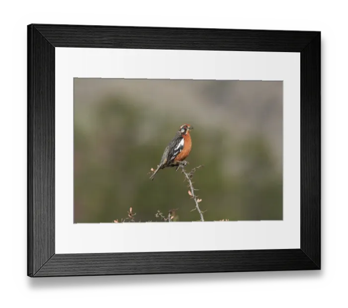 Framed Print : Rufous-tailed Plantcutter (Phytotoma rara) adult male, perched on spiny twig, El Chalten, Santa Cruz, Argentina, november