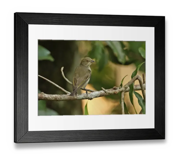 Framed Print : Thick-billed Flowerpecker (Dicaeum agile modestum) adult, perched on branch, Kaeng Krachan N. P. Thailand, november Framed Print : Thick-billed Flowerpecker (Dicaeum agile modestum) adult, perched on branch, Kaeng Krachan N. P. Thailand, november