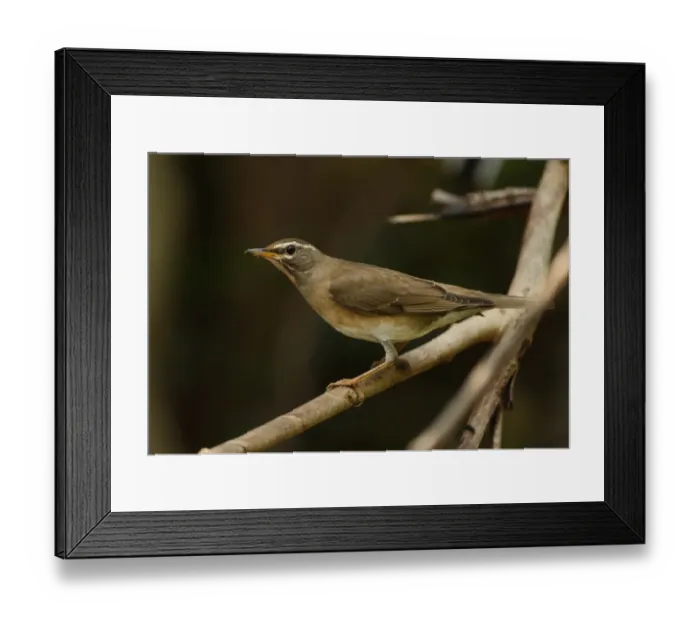 Framed Print : Eyebrowed Thrush (Turdus obscurus) adult female, perched on branch, Kaeng Krachan N. P. Thailand, january Framed Print : Eyebrowed Thrush (Turdus obscurus) adult female, perched on branch, Kaeng Krachan N. P. Thailand, january