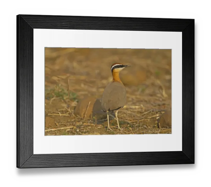 Framed Print : Indian Courser (Cursorius coromandelicus) adult, standing in field, India, february
