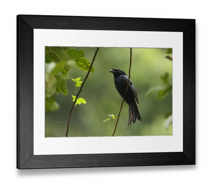 Framed Print : Ceylon Crested Drongo (Dicrurus lophorhinus) adult, perched on stem, Sinharaja Forest N. P. Sri Lanka, december
