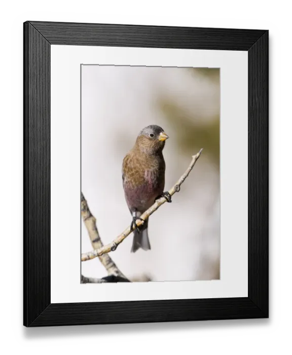 Framed Print : Grey-crowned Rosy Finch (Leucosticte tephrocotis) adult, perched on twig, Scandia Crest, near Albuquerque, New Mexico, U. S. A. january Framed Print : Grey-crowned Rosy Finch (Leucosticte tephrocotis) adult, perched on twig, Scandia Crest, near Albuquerque, New Mexico, U. S. A. january
