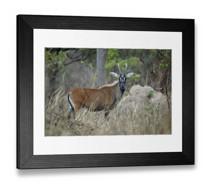Framed Print : Roan Antelope (Hippotragus equinus) adult female, standing in dry woodland, Fatalah Reserve, Senegal, january Framed Print : Roan Antelope (Hippotragus equinus) adult female, standing in dry woodland, Fatalah Reserve, Senegal, january